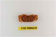 藏品(萬歲大眼蟹)的圖片